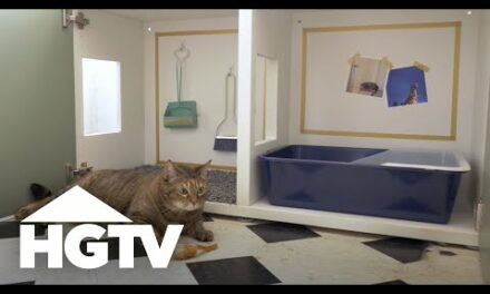 How to Hide a Cat Litter Box | HGTV