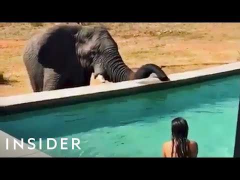 Swim Up Close With Elephants In This Pool
