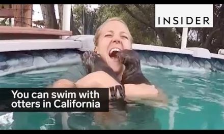 You can swim with otters at this place in California