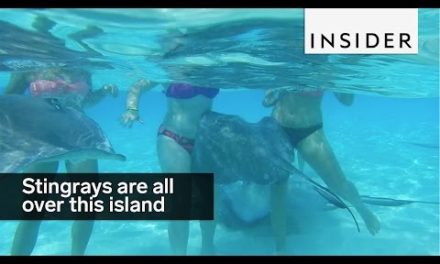 This sandbar in the Cayman Islands is Stingray City