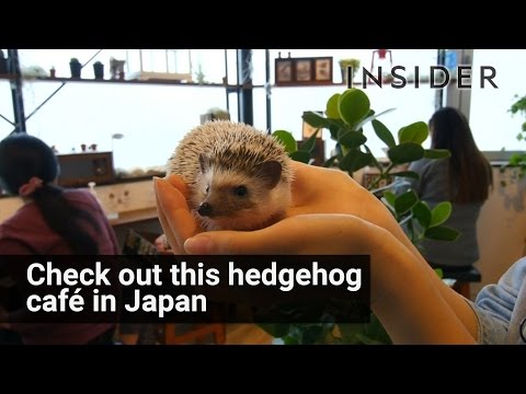 Japanese hedgehog café