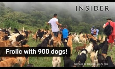 Frolic With 900 Dogs In Costa Rica