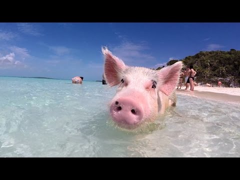 Swim with the pigs in this tropical paradise
