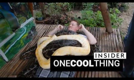 Get a massage from four giant pythons | One Cool Thing